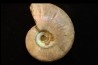 BEUDANTICERAS REVOILI - Albian - MADAGASCAR