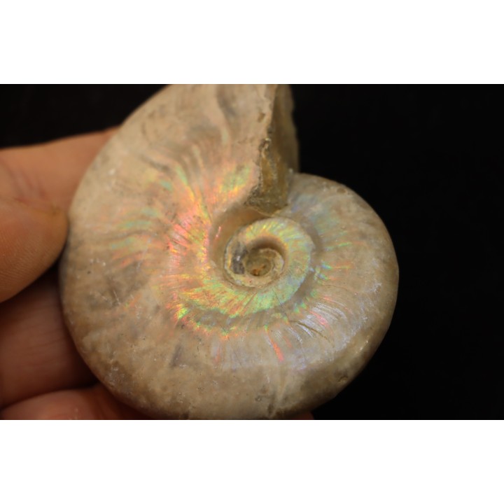 BEUDANTICERAS REVOILI - Albien - MADAGASCAR