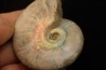 BEUDANTICERAS REVOILI - Albian - MADAGASCAR