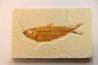 poisson fossile KNIGHTIA EOCAENA - WYOMING, USA