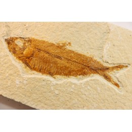KNIGHTIA EOCAENA