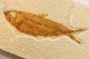 KNIGHTIA EOCAENA