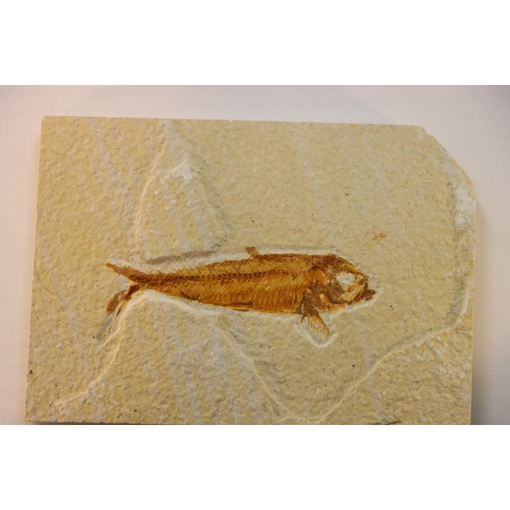KNIGHTIA EOCAENA