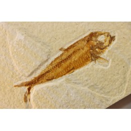 KNIGHTIA EOCAENA