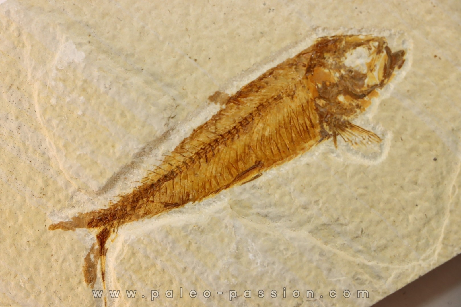 poisson fossile KNIGHTIA EOCAENA - WYOMING, USA