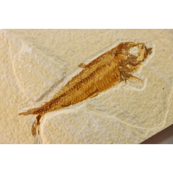 poisson fossile KNIGHTIA EOCAENA - WYOMING, USA