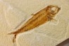 KNIGHTIA EOCAENA