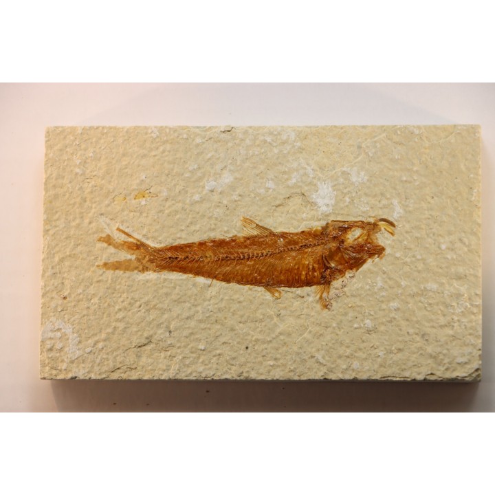KNIGHTIA EOCAENA