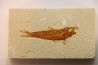 KNIGHTIA EOCAENA
