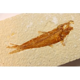 KNIGHTIA EOCAENA