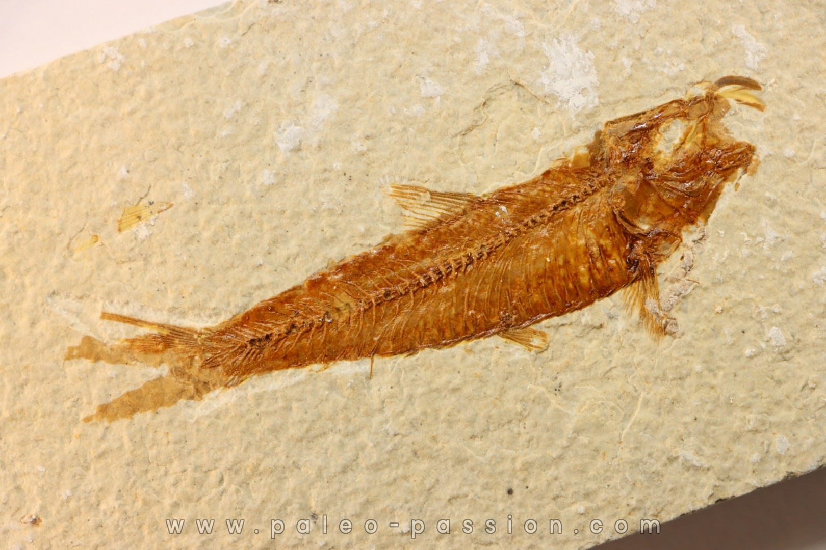 poisson fossile KNIGHTIA EOCAENA - WYOMING, USA