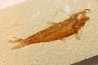 KNIGHTIA EOCAENA