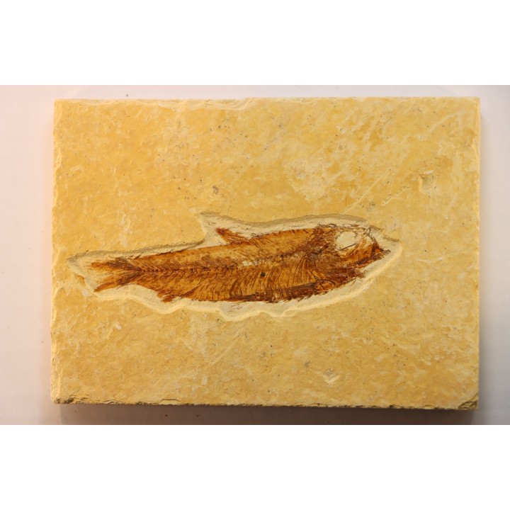 KNIGHTIA EOCAENA
