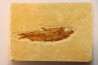 KNIGHTIA EOCAENA