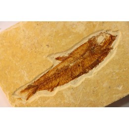 KNIGHTIA EOCAENA