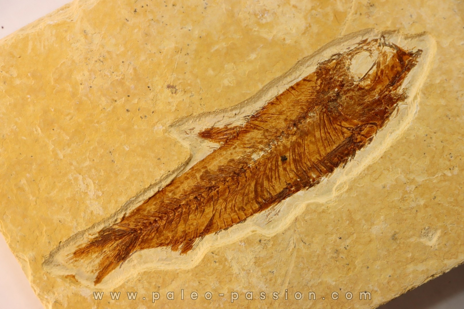 poisson fossile KNIGHTIA EOCAENA - WYOMING, USA
