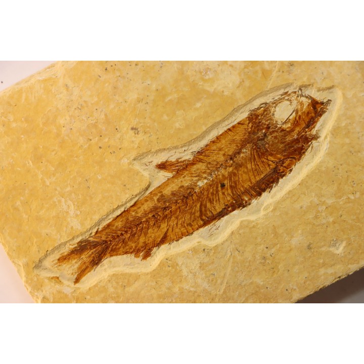 KNIGHTIA EOCAENA