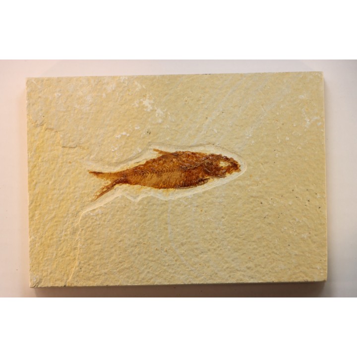KNIGHTIA EOCAENA