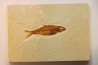 poisson fossile KNIGHTIA EOCAENA - WYOMING, USA