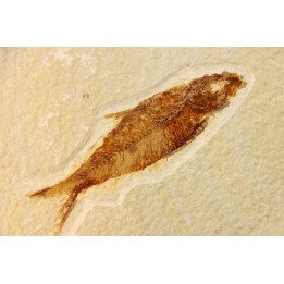 KNIGHTIA EOCAENA