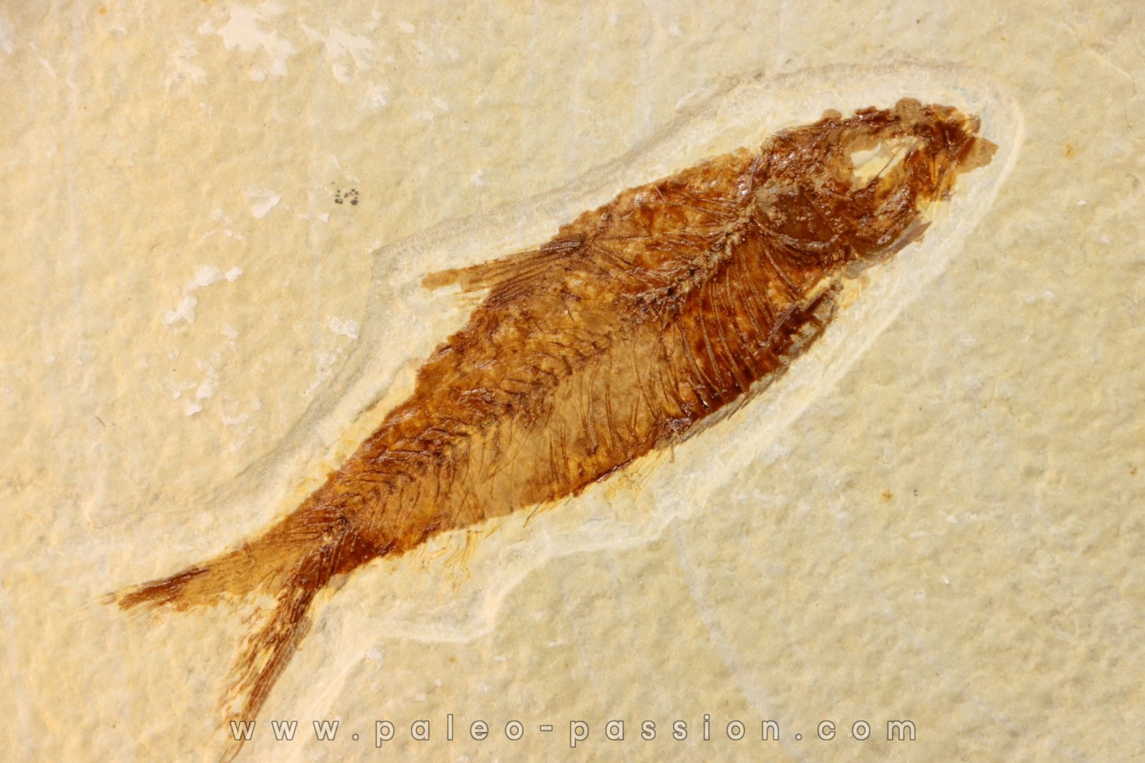 poisson fossile KNIGHTIA EOCAENA - WYOMING, USA