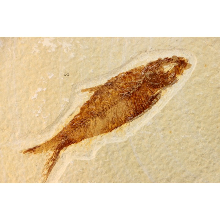 KNIGHTIA EOCAENA