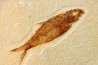 KNIGHTIA EOCAENA