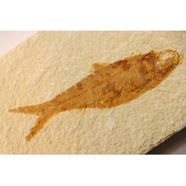 KNIGHTIA EOCAENA