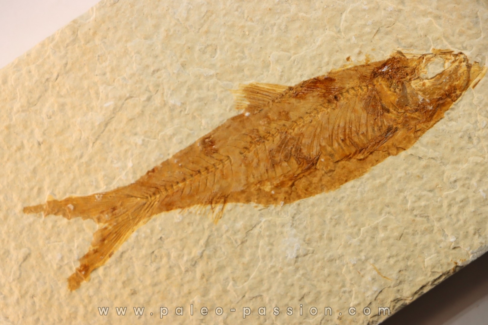 poisson fossile KNIGHTIA EOCAENA - WYOMING, USA