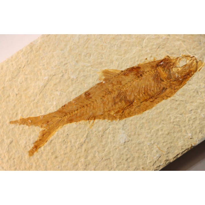 poisson fossile KNIGHTIA EOCAENA - WYOMING, USA