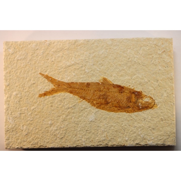 poisson fossile KNIGHTIA EOCAENA - WYOMING, USA