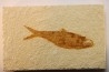 poisson fossile KNIGHTIA EOCAENA - WYOMING, USA