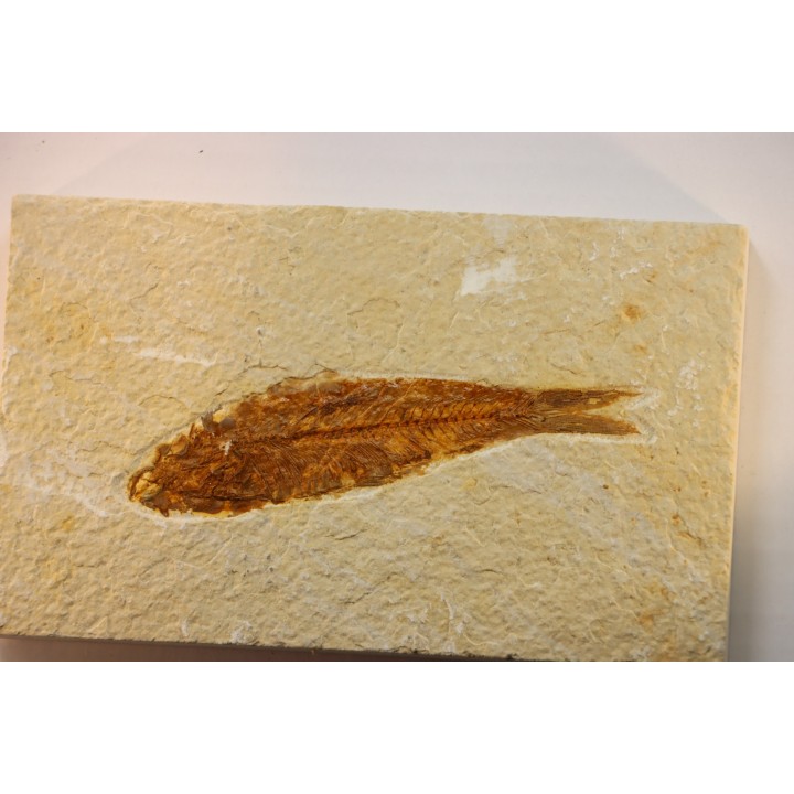 KNIGHTIA EOCAENA