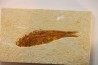 KNIGHTIA EOCAENA