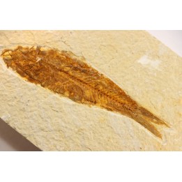 poisson fossile KNIGHTIA EOCAENA - WYOMING, USA