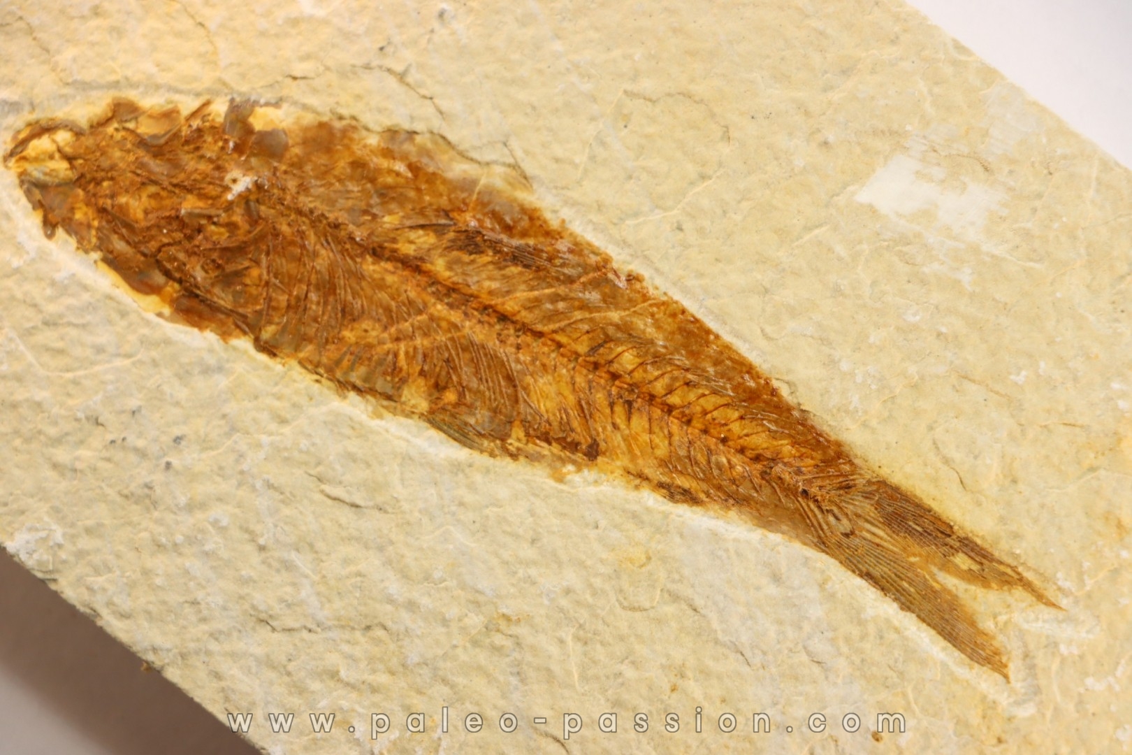 poisson fossile KNIGHTIA EOCAENA - WYOMING, USA