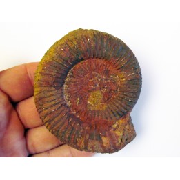 ORTHOSPHINCTES sp.