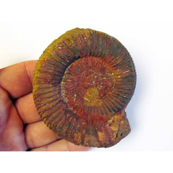 ORTHOSPHINCTES sp.