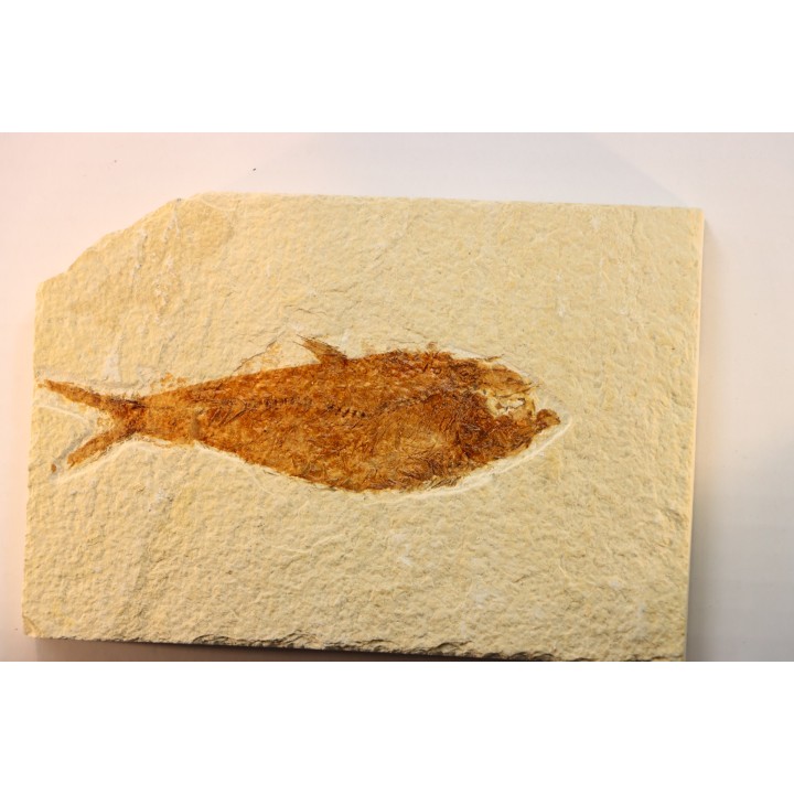 poisson fossile KNIGHTIA EOCAENA - WYOMING, USA