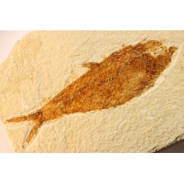 KNIGHTIA EOCAENA