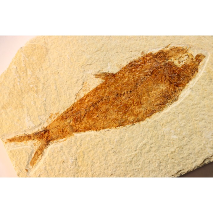 KNIGHTIA EOCAENA