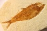 poisson fossile KNIGHTIA EOCAENA - WYOMING, USA