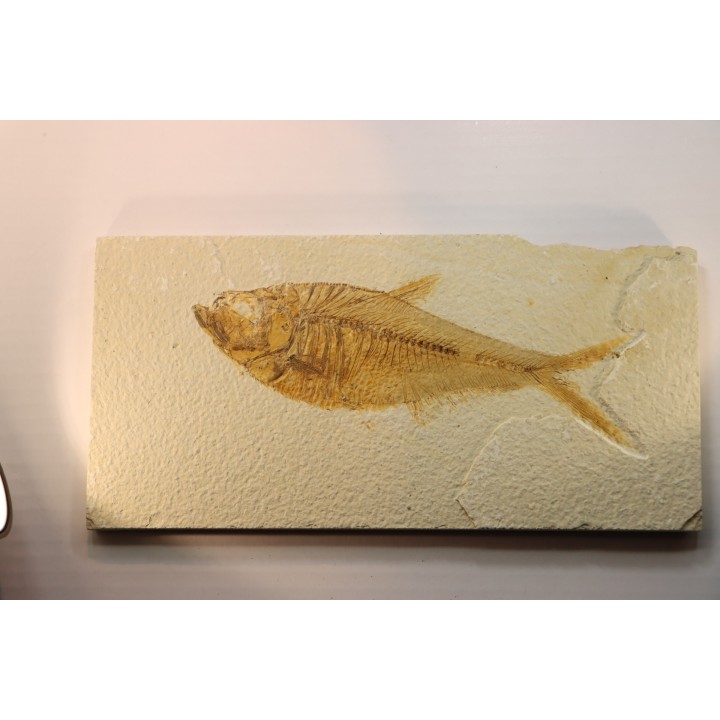 Diplomystus dentatus
