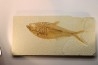 19 cm !!! - poisson fossile Diplomystus dentatus - WYOMING, USA