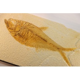 Diplomystus dentatus