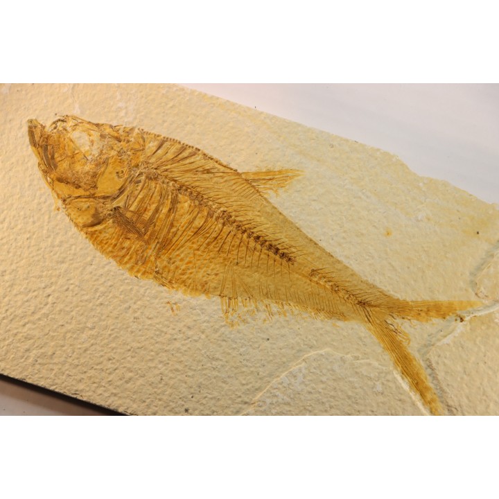 19 cm !!! - poisson fossile Diplomystus dentatus - WYOMING, USA