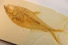 Diplomystus dentatus