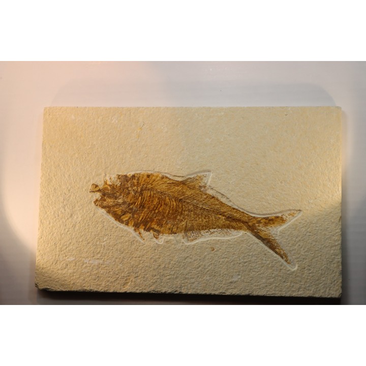 Diplomystus dentatus