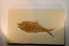 Diplomystus dentatus