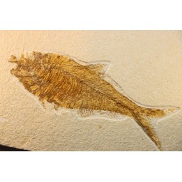 Diplomystus dentatus